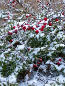 cotoneaster-first-snow-%e2%93%92-michaela-at-tge