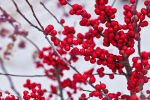 Winter Red Winterberry (Ilex verticillata 'Winter Red').