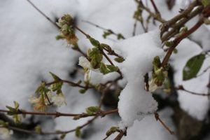 lonicera-fragrantissima-snow-closeup-jpg-rdcd