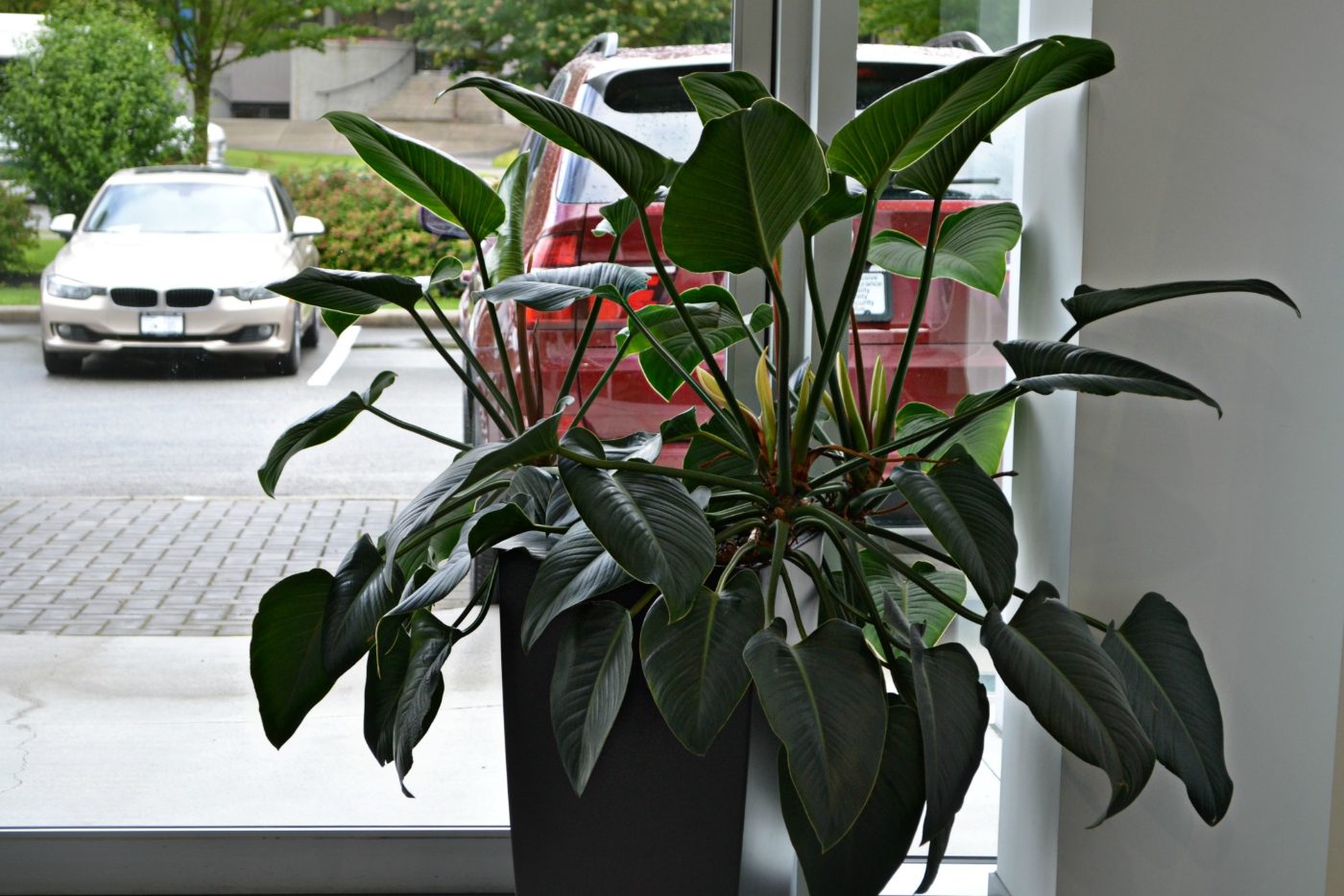 Interior plantscape